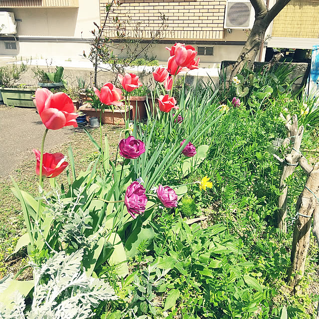 Mikaさんの実例写真