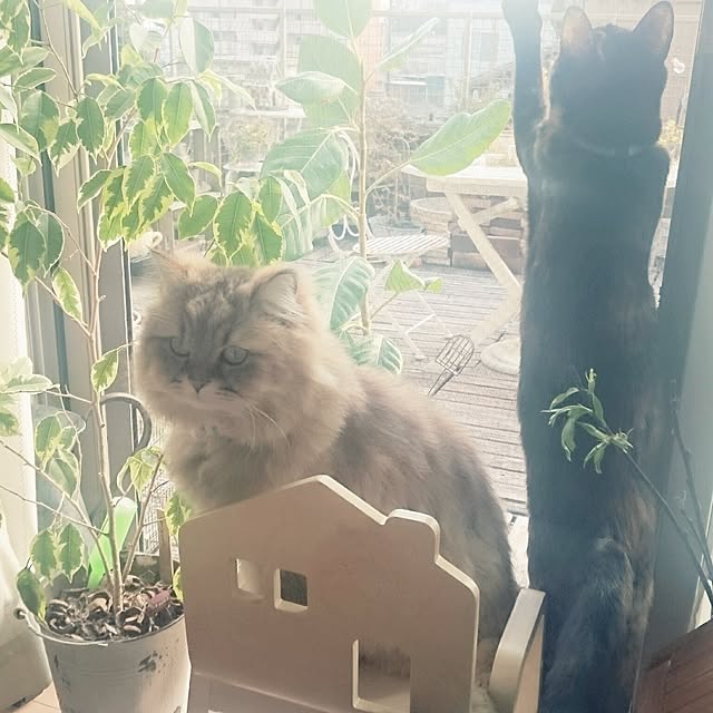 nanoさんの実例写真
