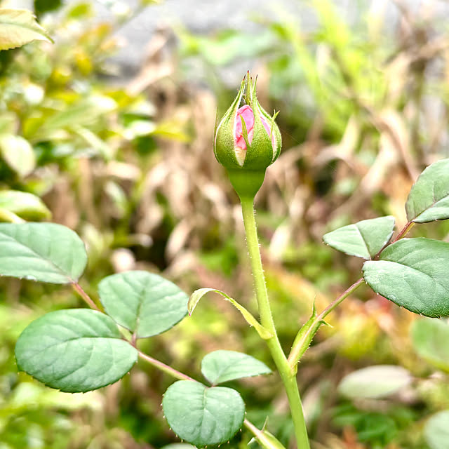 SIELUさんの部屋