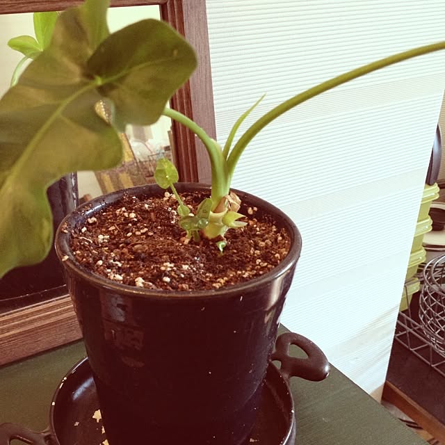 botanさんの実例写真