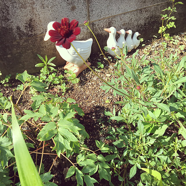 雨上がりました☂️/風強いです/見ていただいてありがとうございます♡/たのしい時間/田舎暮らし+ﾟ*...などのインテリア実例 - 2020-06-15 10:58:46