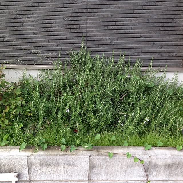 Mikaさんの実例写真