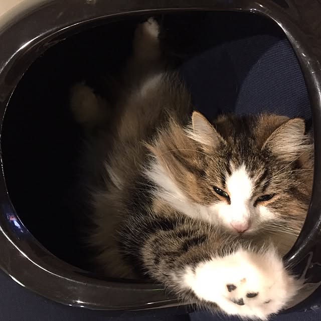 caferodyさんの実例写真