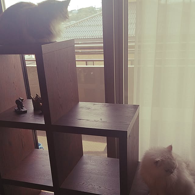Asakoさんの実例写真