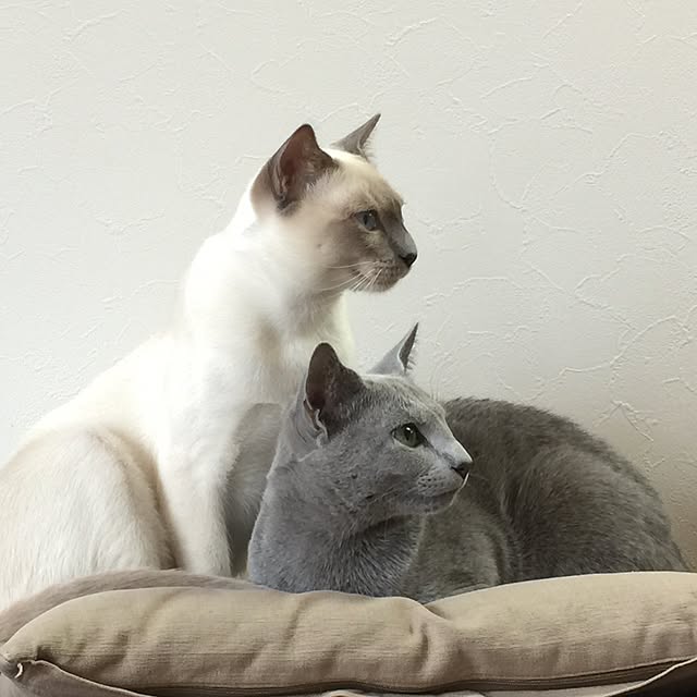 maaayonさんの実例写真