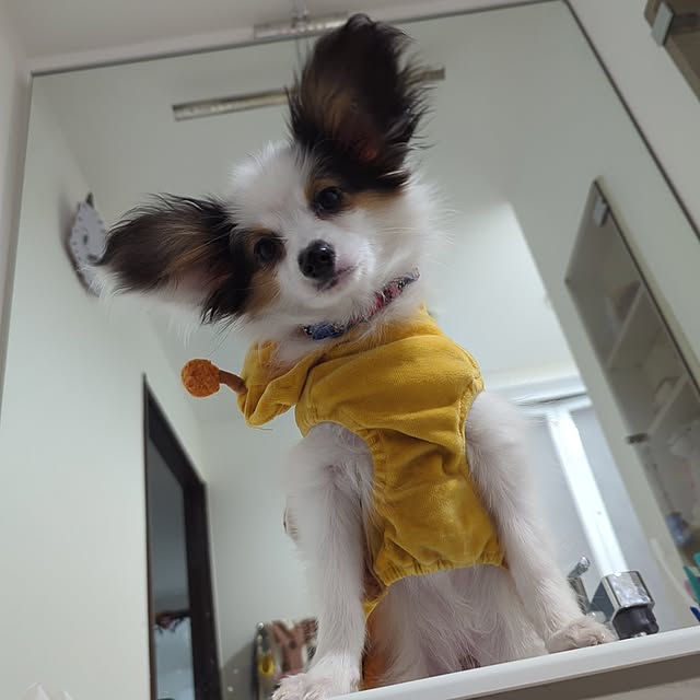 実例写真
