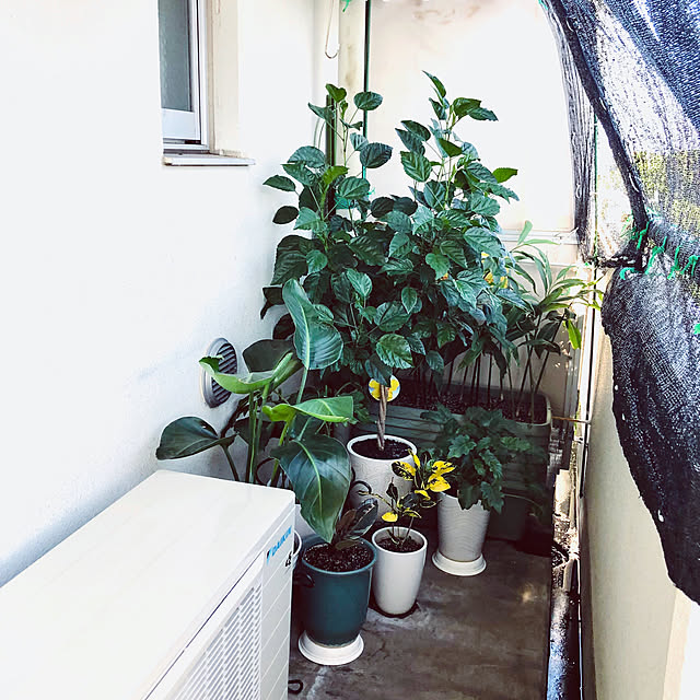 hanachanさんの部屋