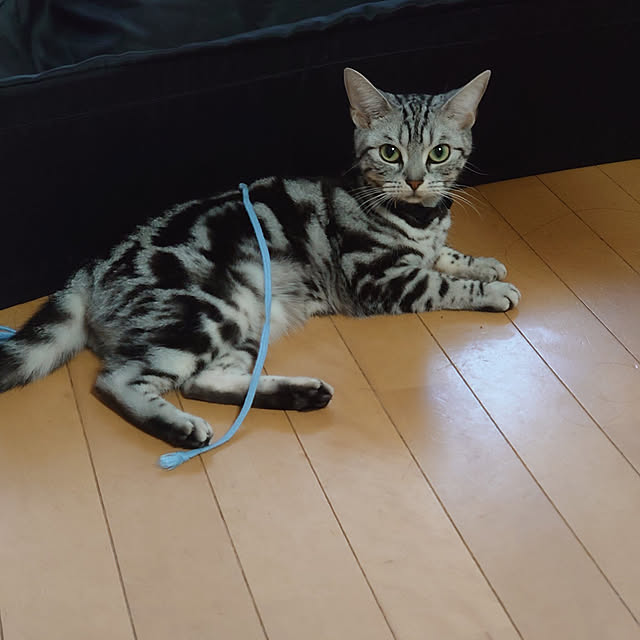 CatClipさんの実例写真