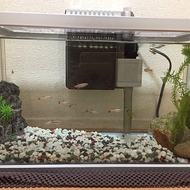 sakipapaさんの実例写真