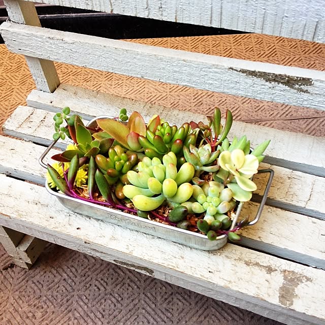 玄関/入り口/植物のインテリア実例 - 2014-10-18 14:53:30