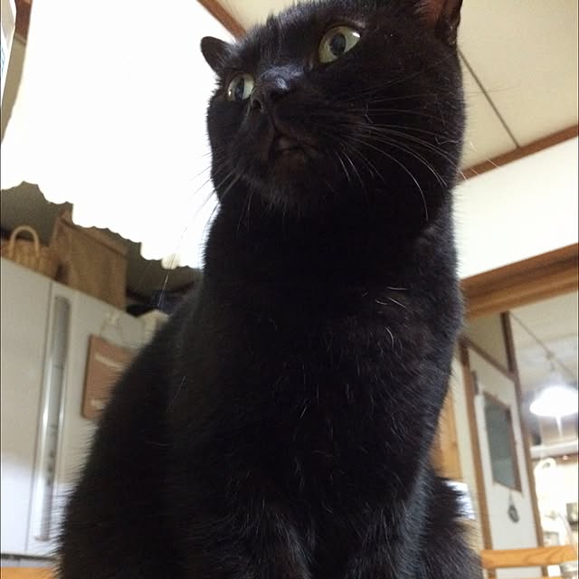 chadoさんの実例写真