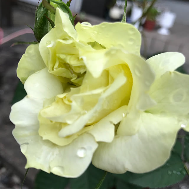 sakura1116さんの実例写真