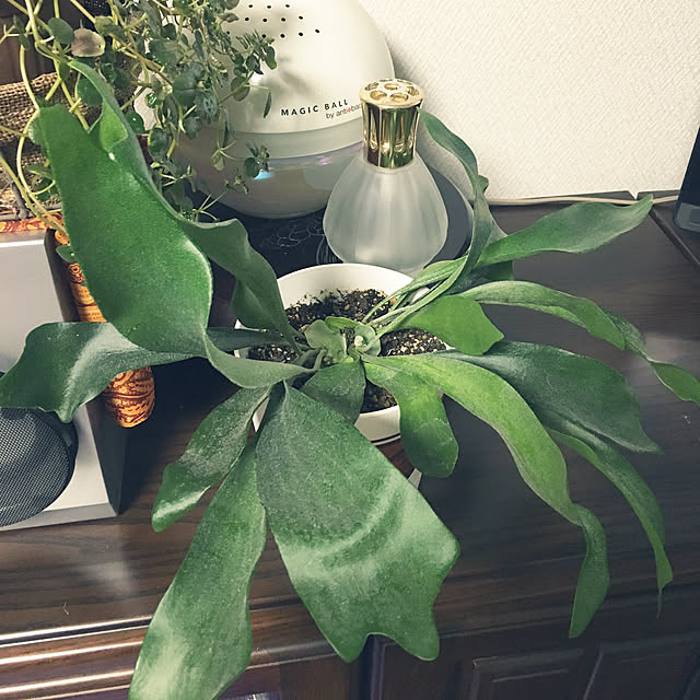 niconさんの実例写真