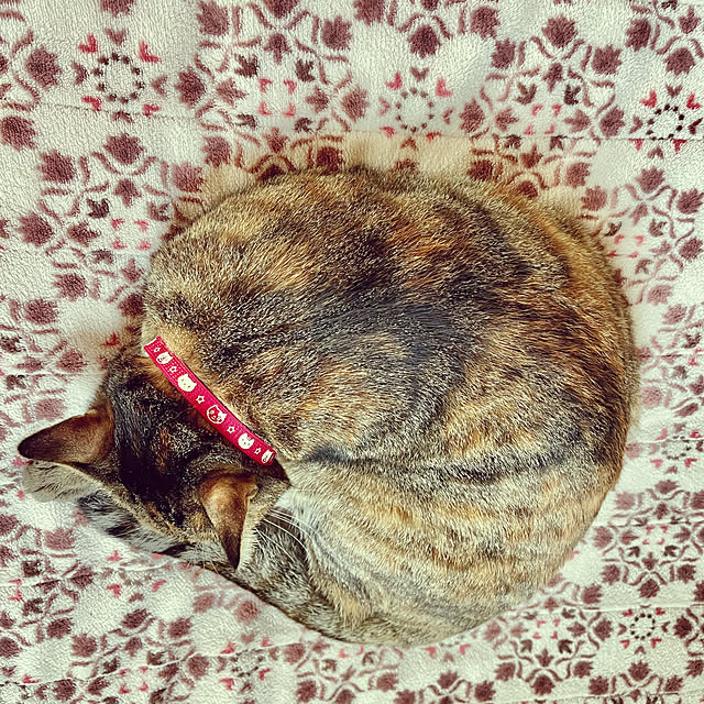 chiiさんの部屋