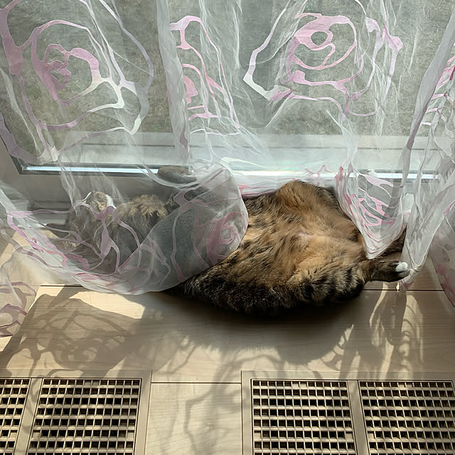 halemi213さんの実例写真