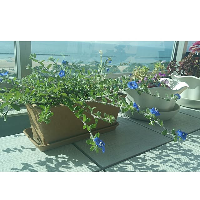 tomatoさんの実例写真