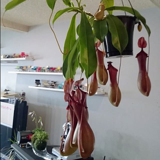 Type.Rさんの実例写真