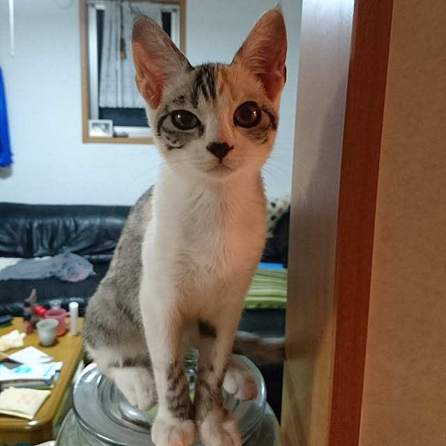 shinobuさんの実例写真