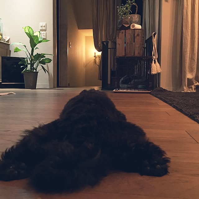 miccoさんの実例写真