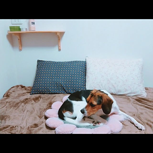 commoさんの実例写真