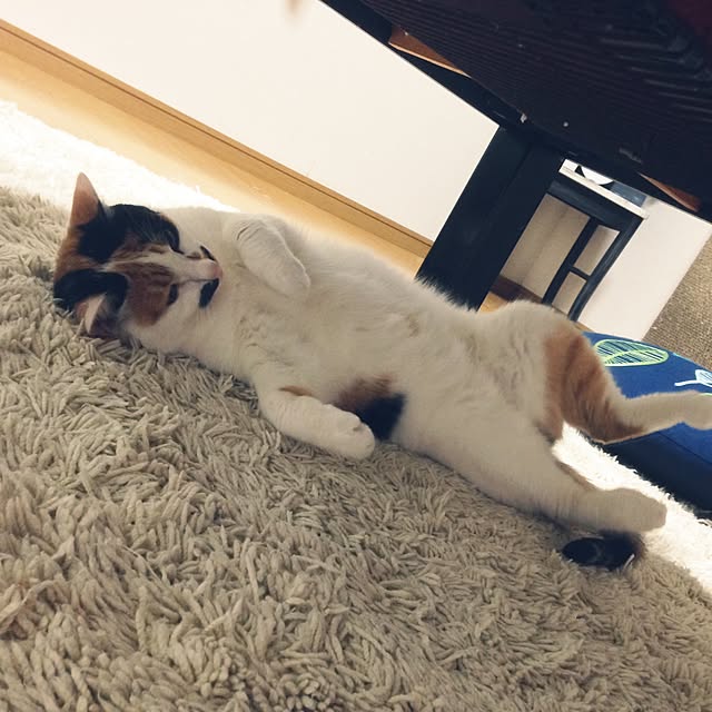 Kinanさんの実例写真
