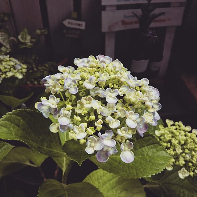 matsuyan55さんの実例写真
