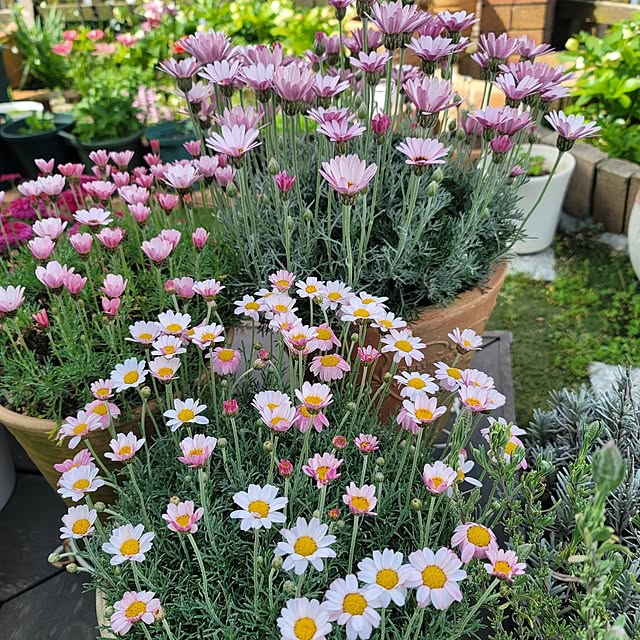 VIORAさんの実例写真