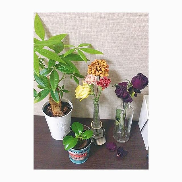 shioriさんの実例写真