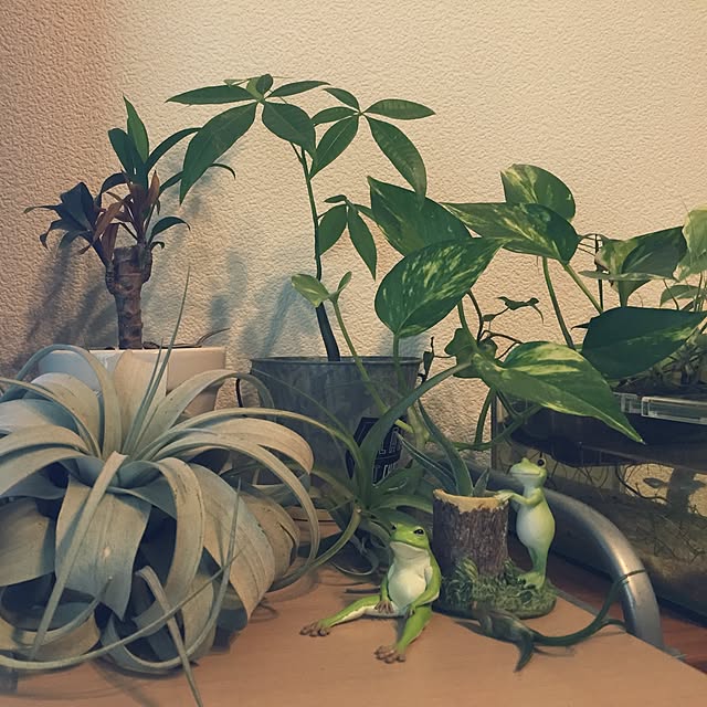 dangoさんの実例写真