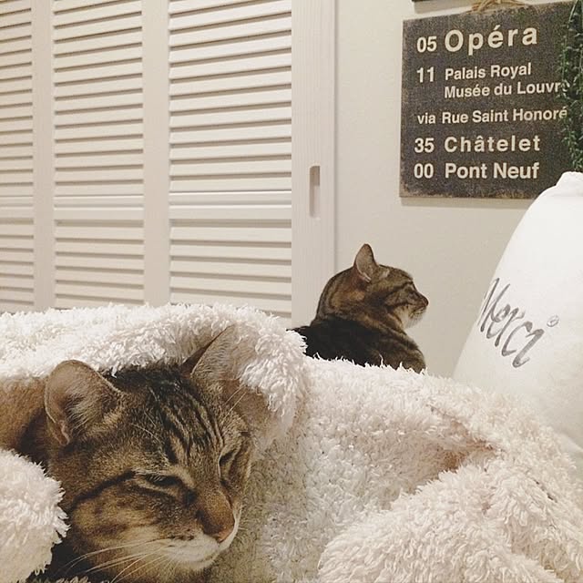 lovecatさんの実例写真