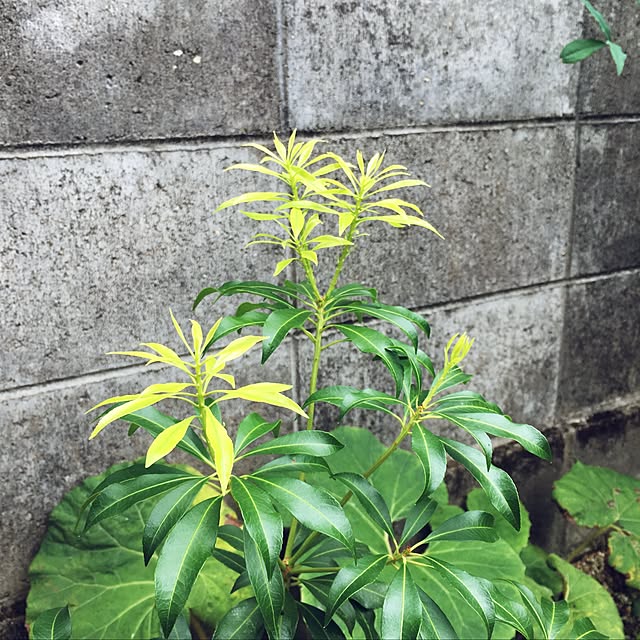 Lupinthe3rdさんの実例写真