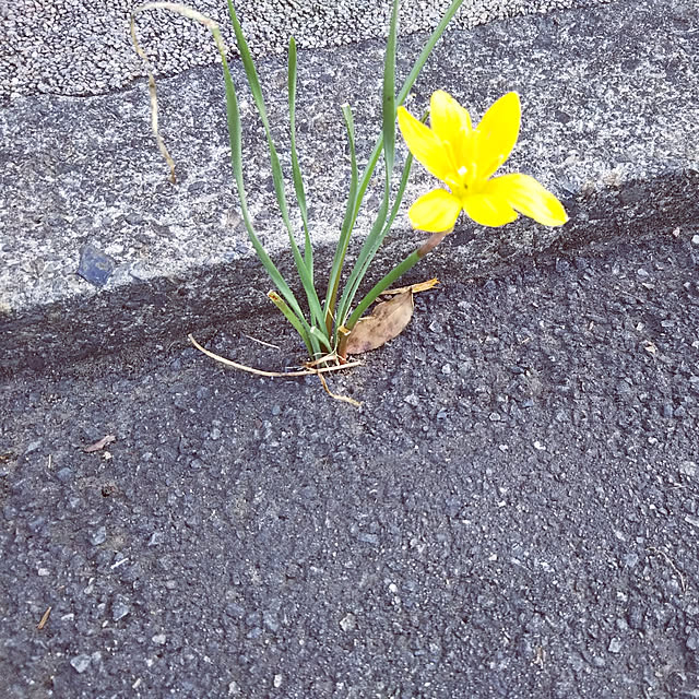 sa.yさんの実例写真