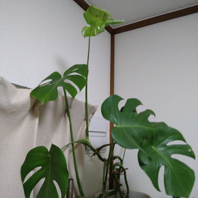 実例写真