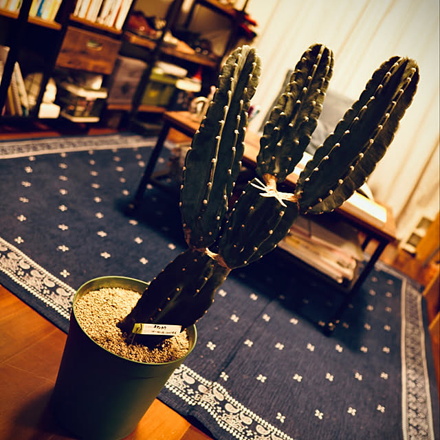 ikeさんの実例写真