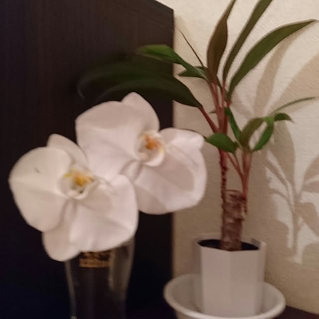 DoDさんの実例写真