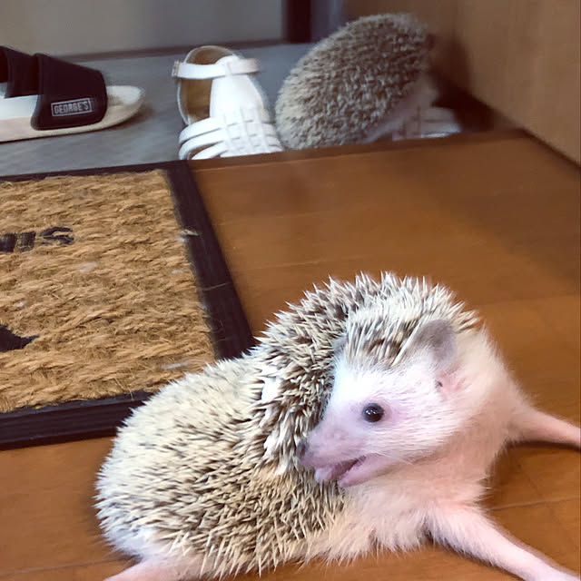 Chikakoさんの実例写真
