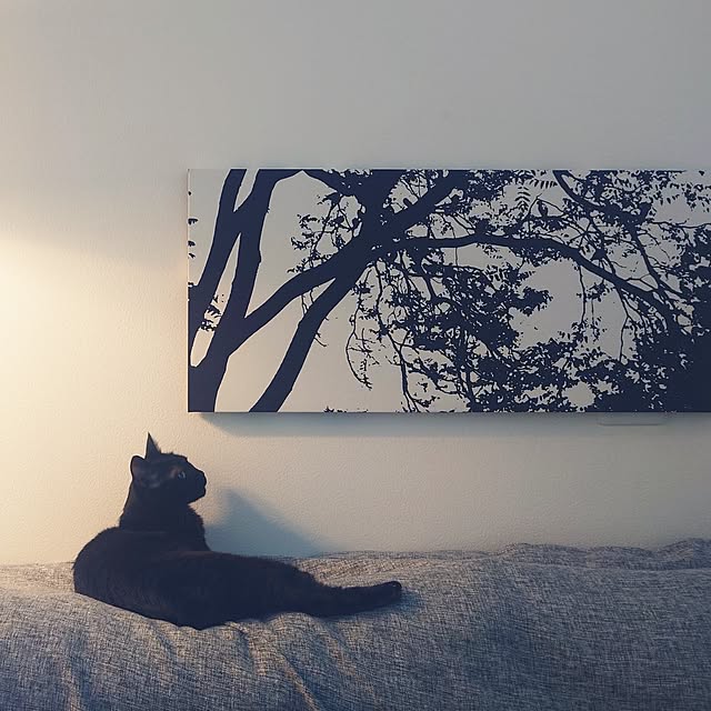 Blackcatさんの実例写真