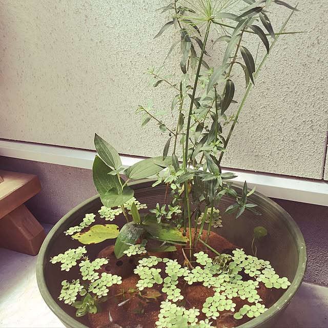 maruさんの実例写真