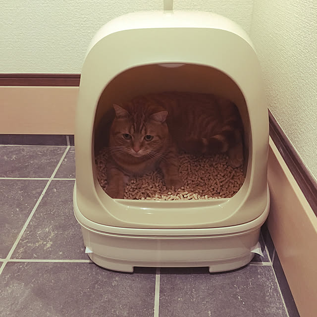 nekoさんの実例写真