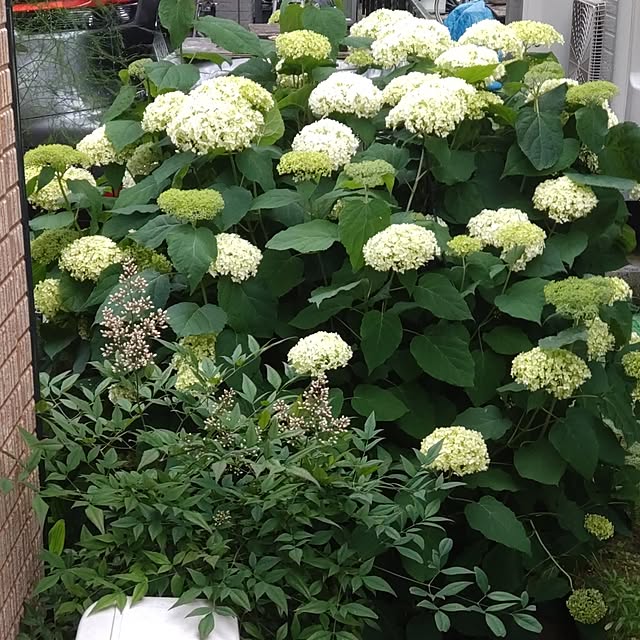 Hujikoさんの実例写真
