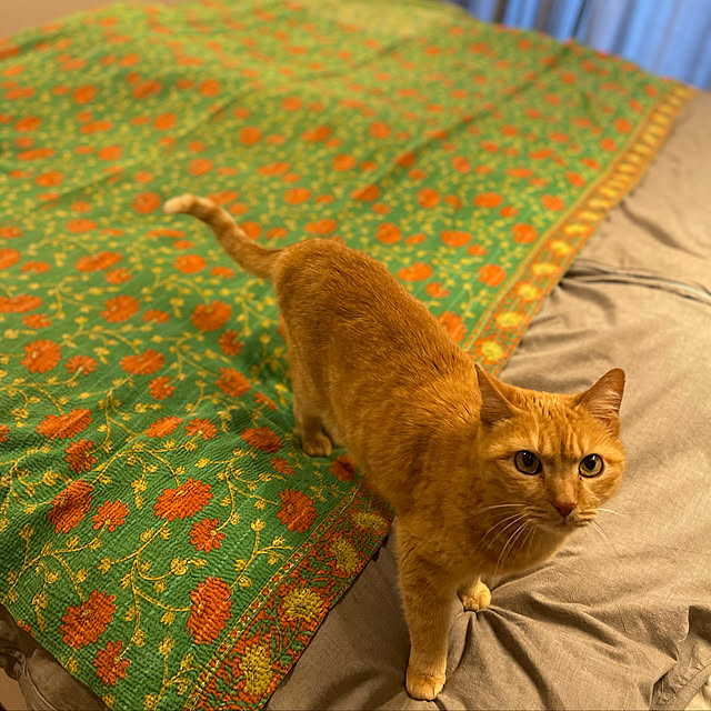 kkssjctさんの実例写真