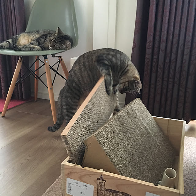 mikomaruさんの実例写真