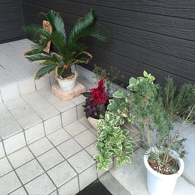 tsuyopipさんの実例写真