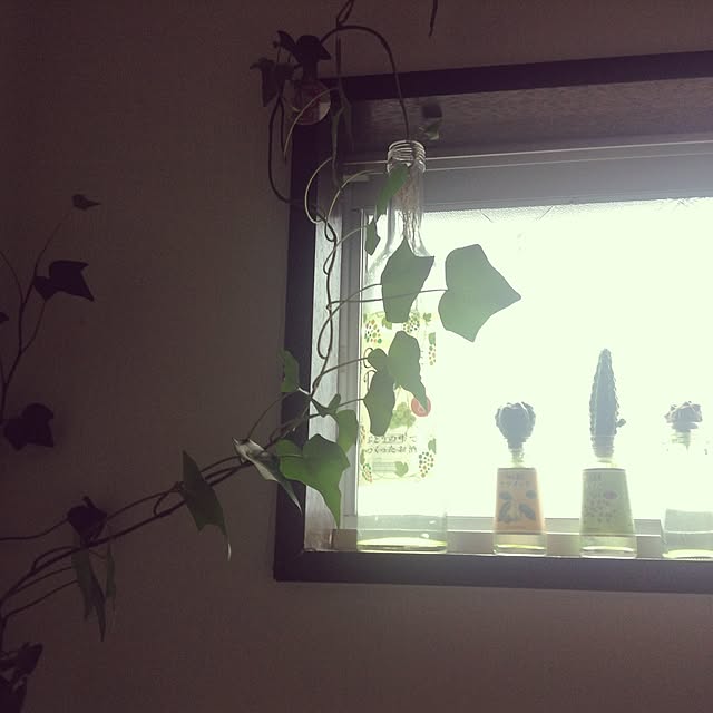 バス/トイレ/DIY/観葉植物/多肉植物のインテリア実例 - 2016-10-05 21:38:42