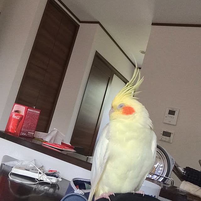 iveさんの実例写真