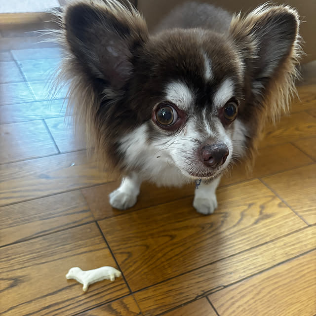 chIoeさんの部屋