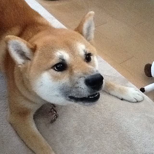 kotaさんの実例写真
