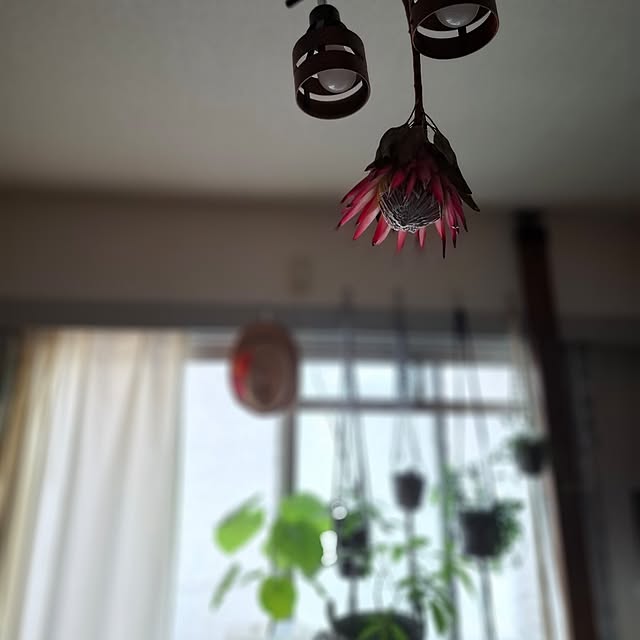 noaさんの実例写真