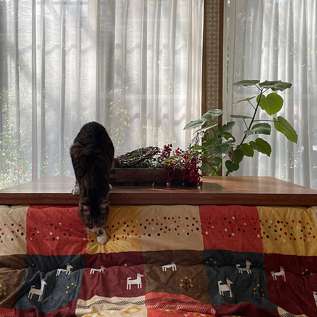 nobikoさんの部屋