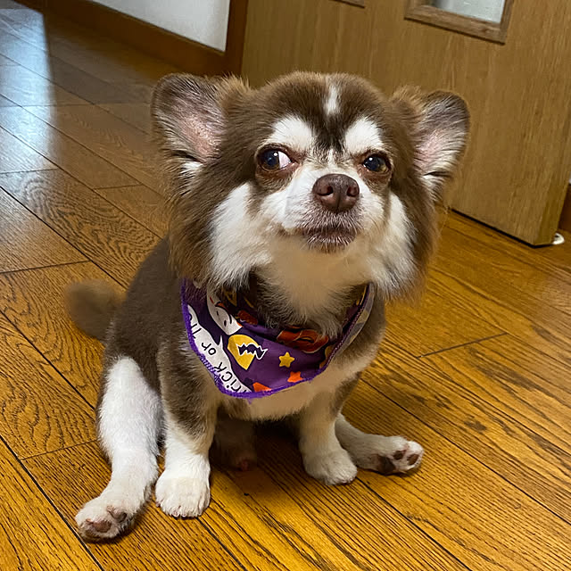 chIoeさんの部屋